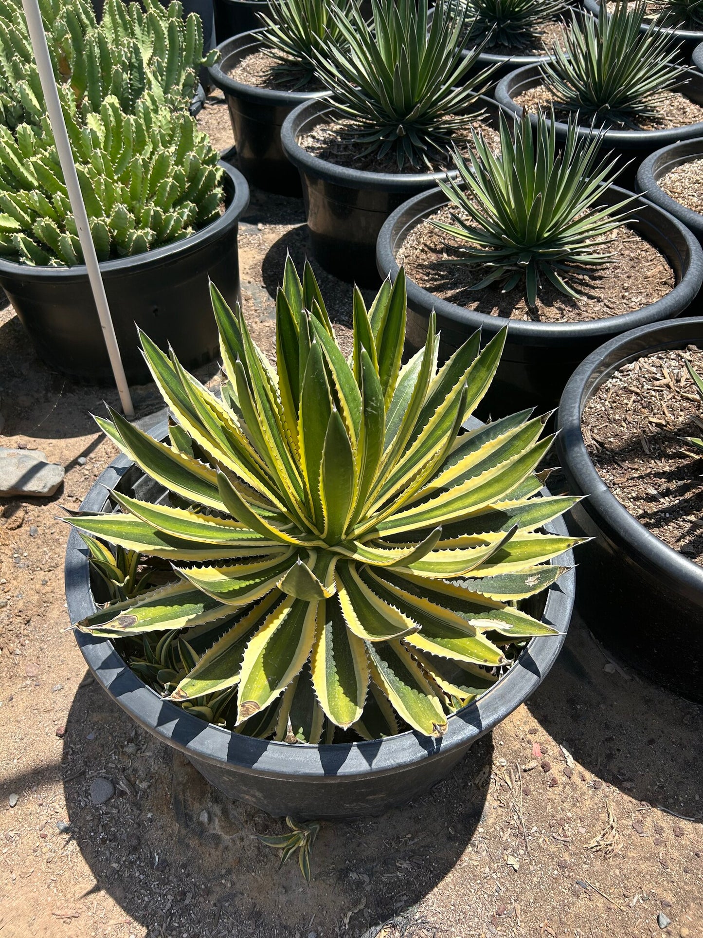 Variegated Lophantha