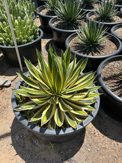 Variegated Lophantha