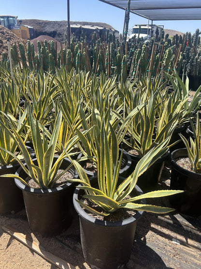 Variegated Murphey's Agave 10/15 Gallon