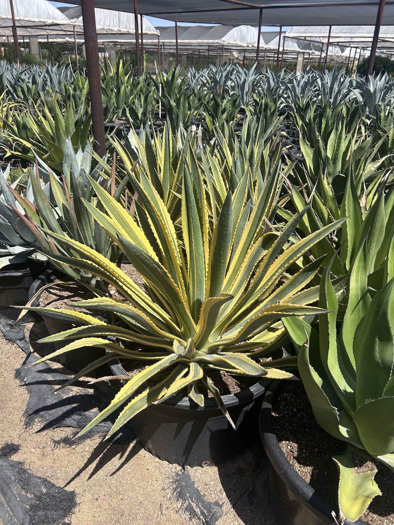 Variegated Murphey's Agave - 24"/25 Gallon