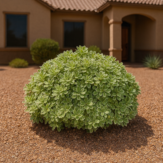 Variegated Pittosporum