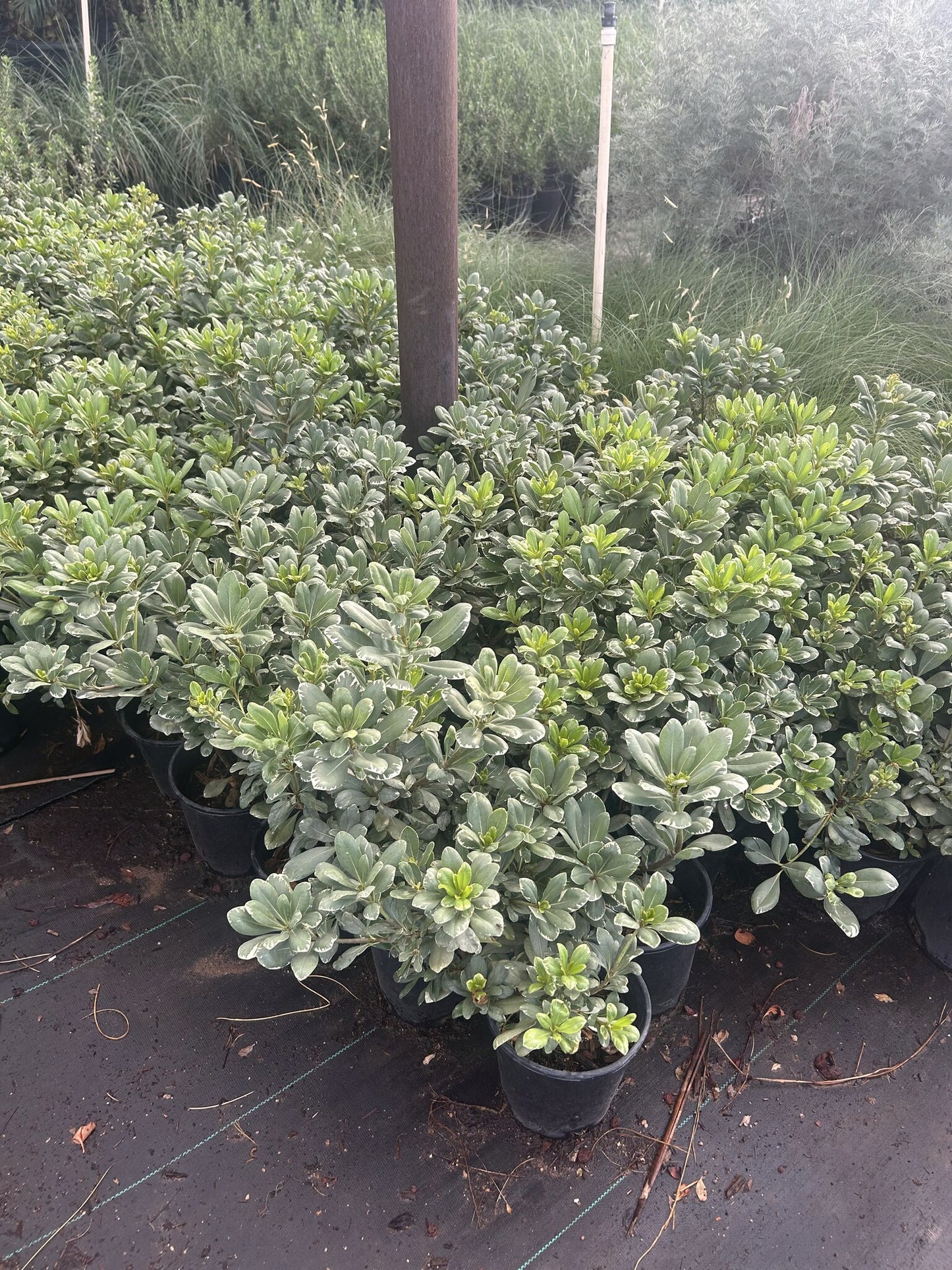 Variegated Pittosporum