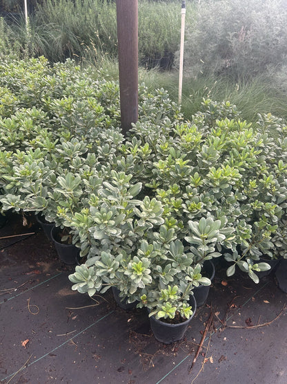 Variegated Pittosporum