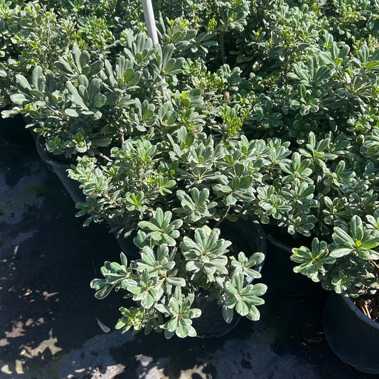 5 gallon Variegated Pittosporum (Pittosporum tobira 'Variegata') in nursery pot — Phoenix, AZ
