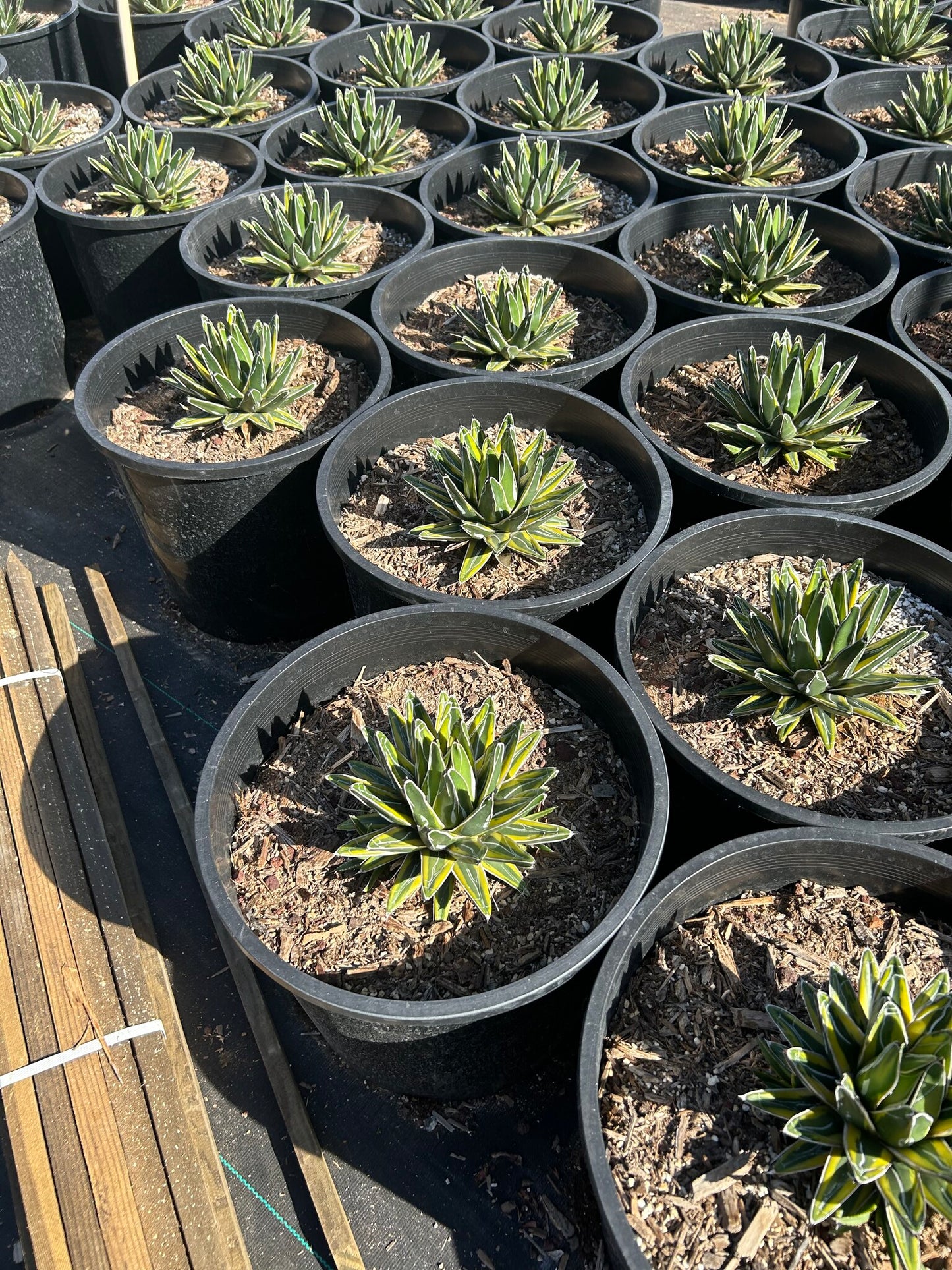 Variegated Queen Victoria