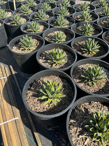 Variegated Queen Victoria
