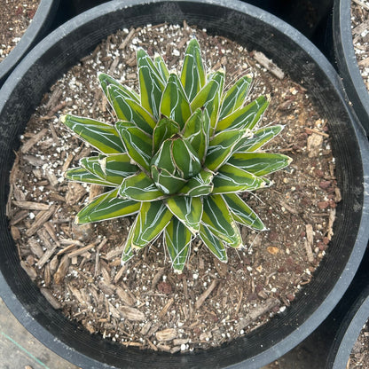 Variegated Queen Victoria 10/15 Gallon