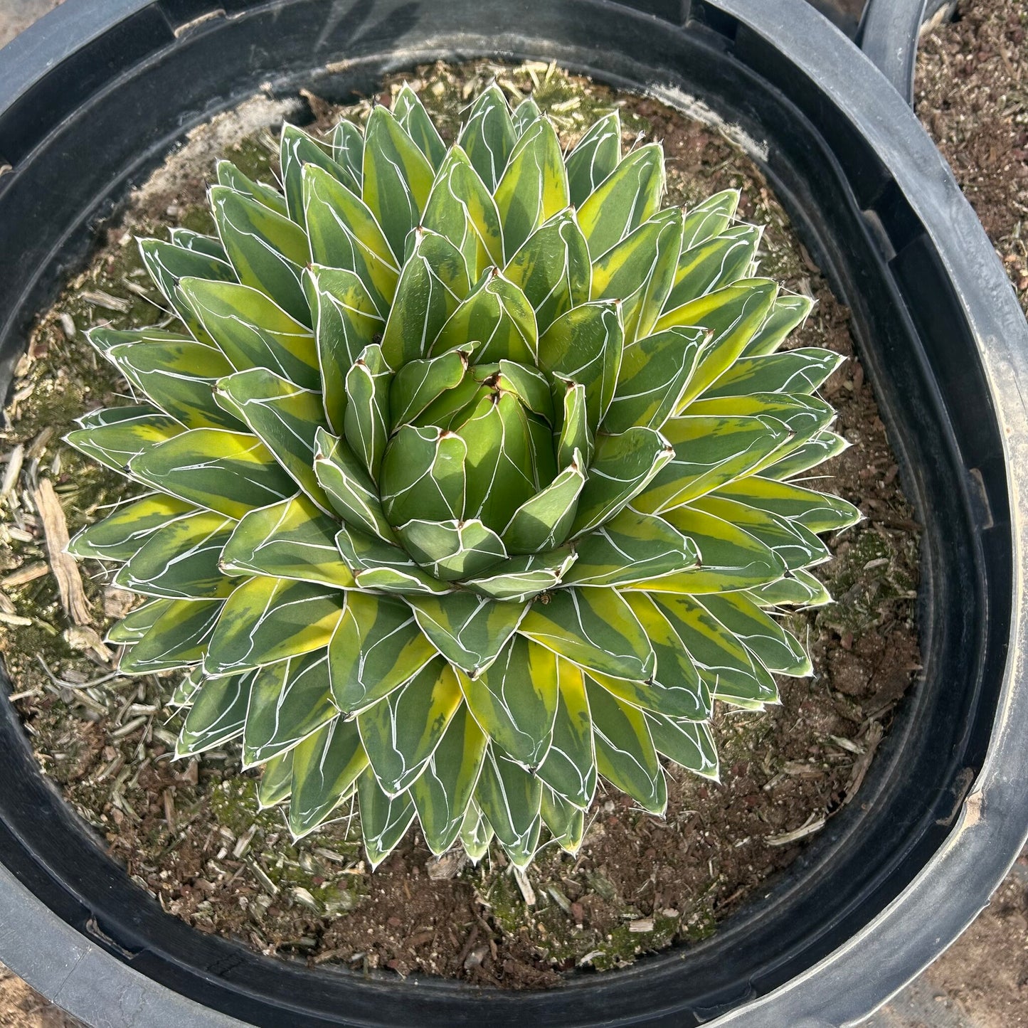 Variegated Queen Victoria 24"/25 Gallon