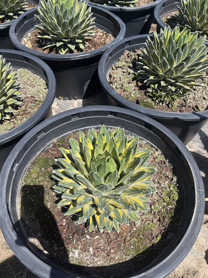 Variegated Queen Victoria - 24"/25 Gallon