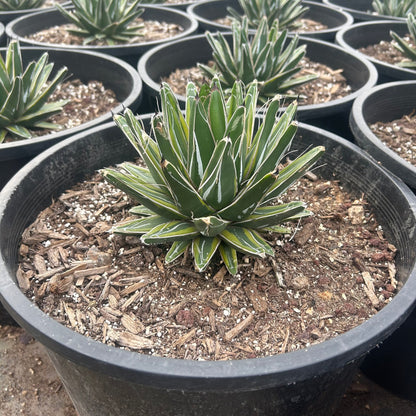 Variegated Queen Victoria