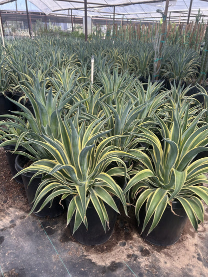 Variegated Smooth Agave 10/15 Gallon