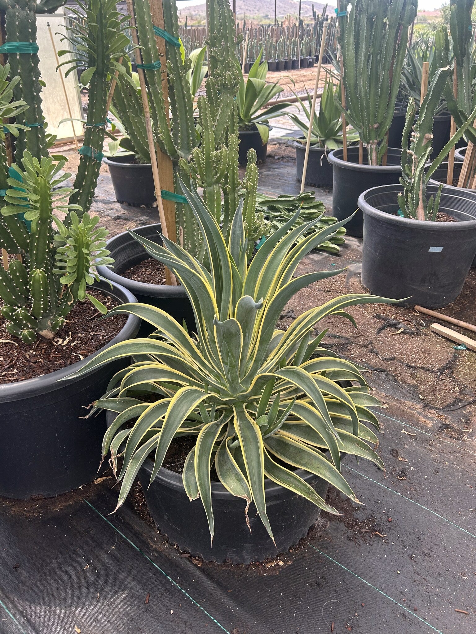 Variegated Smooth Agave - 24"/25 Gallon