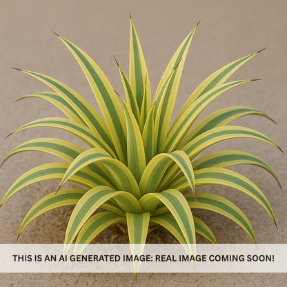 Varigated Squid Agave