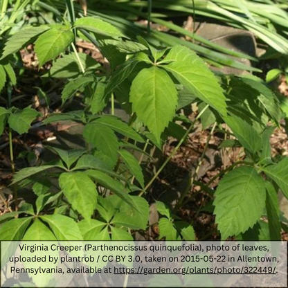 Virginia Creeper