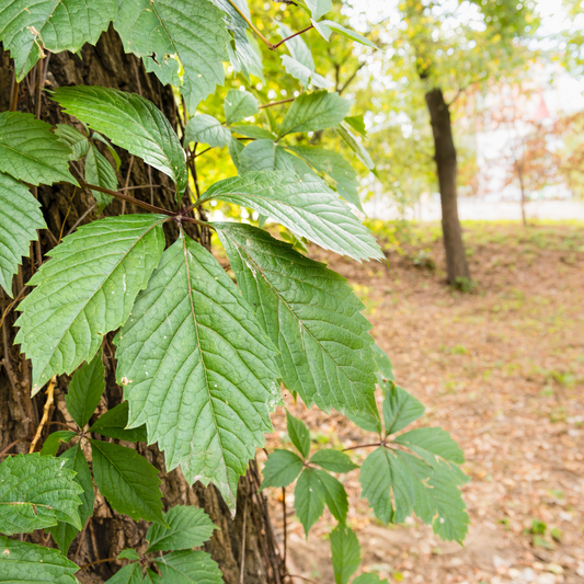 Virginia Creeper