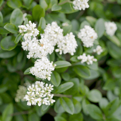 Wax Leaf Privet (Ligustrum japonicum) showing glossy dark green leaves and white flower clusters — Phoenix, AZ