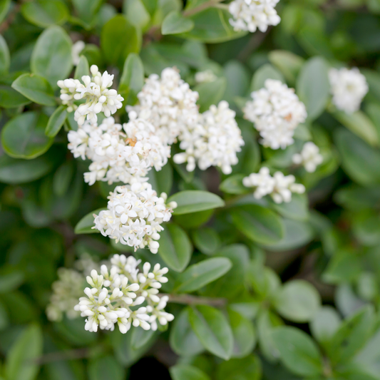 Wax Leaf Privet Bush