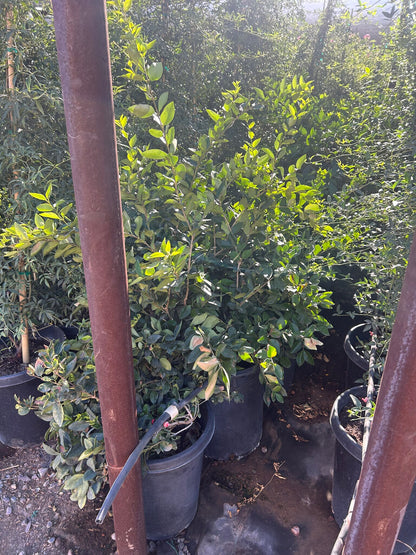 Wax Leaf Privet Bush