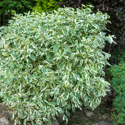 Weeping Fig