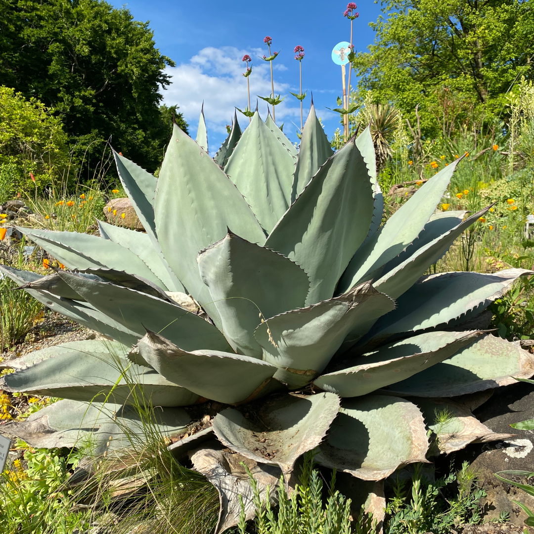Whale's Tongue Agave