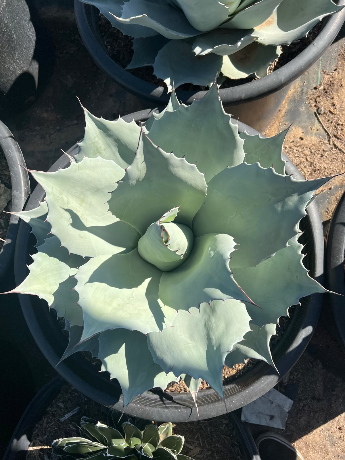 Whale's Tongue Agave