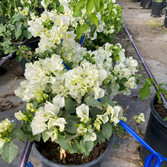 Bougainvillea White