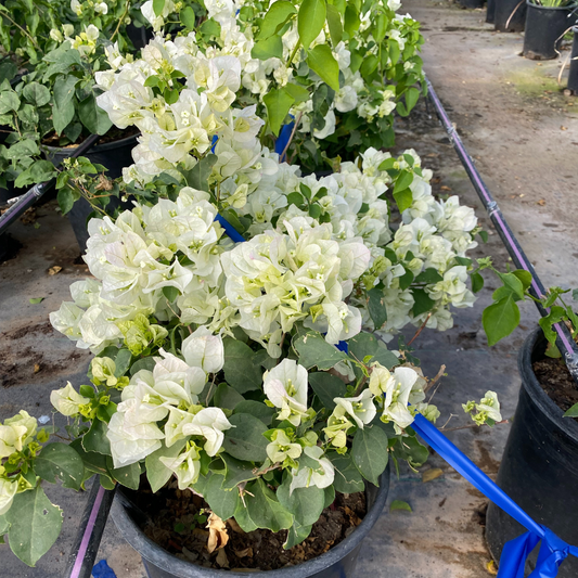 Bougainvillea White-Staked