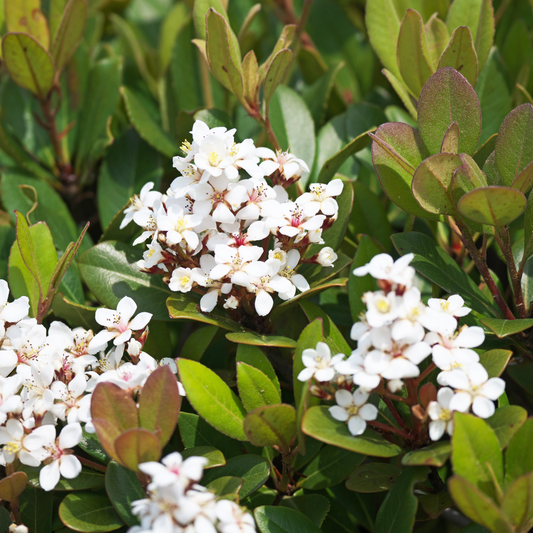 White Indian Hawthorne