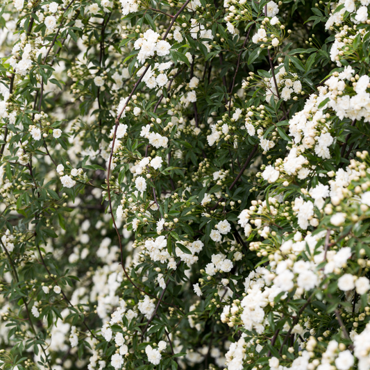 White Lady Banks Rose