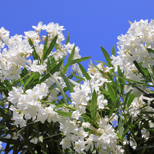 White Oleander Tree