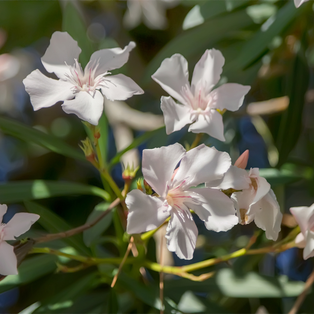 Dwarf White Oleander