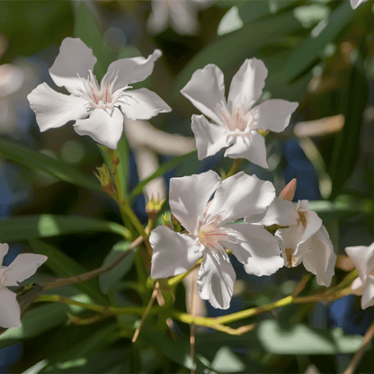 Dwarf White Oleander compact shrub with pure white blooms and dark green evergreen foliage — Phoenix, AZ