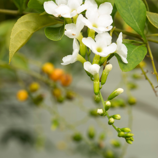 White Sky Flower - Staked