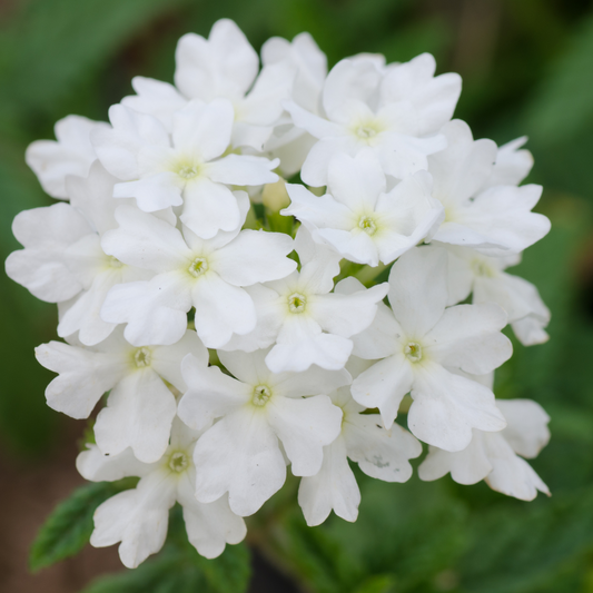 White Verbena