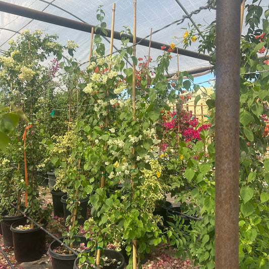 15 gallon White Bougainvillea Staked with white bracts in nursery — Phoenix, AZ