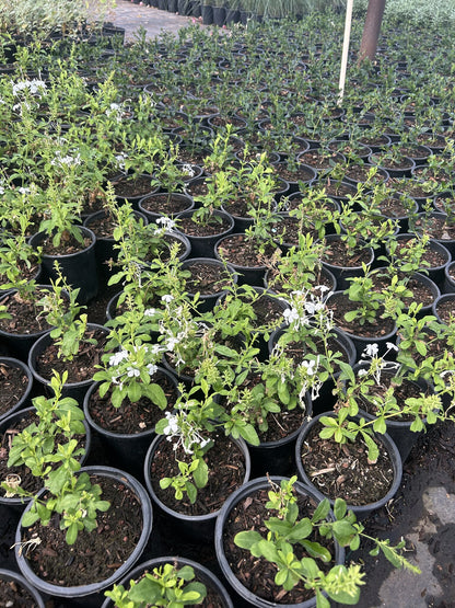 White Cape Plumbago 1 Gallon