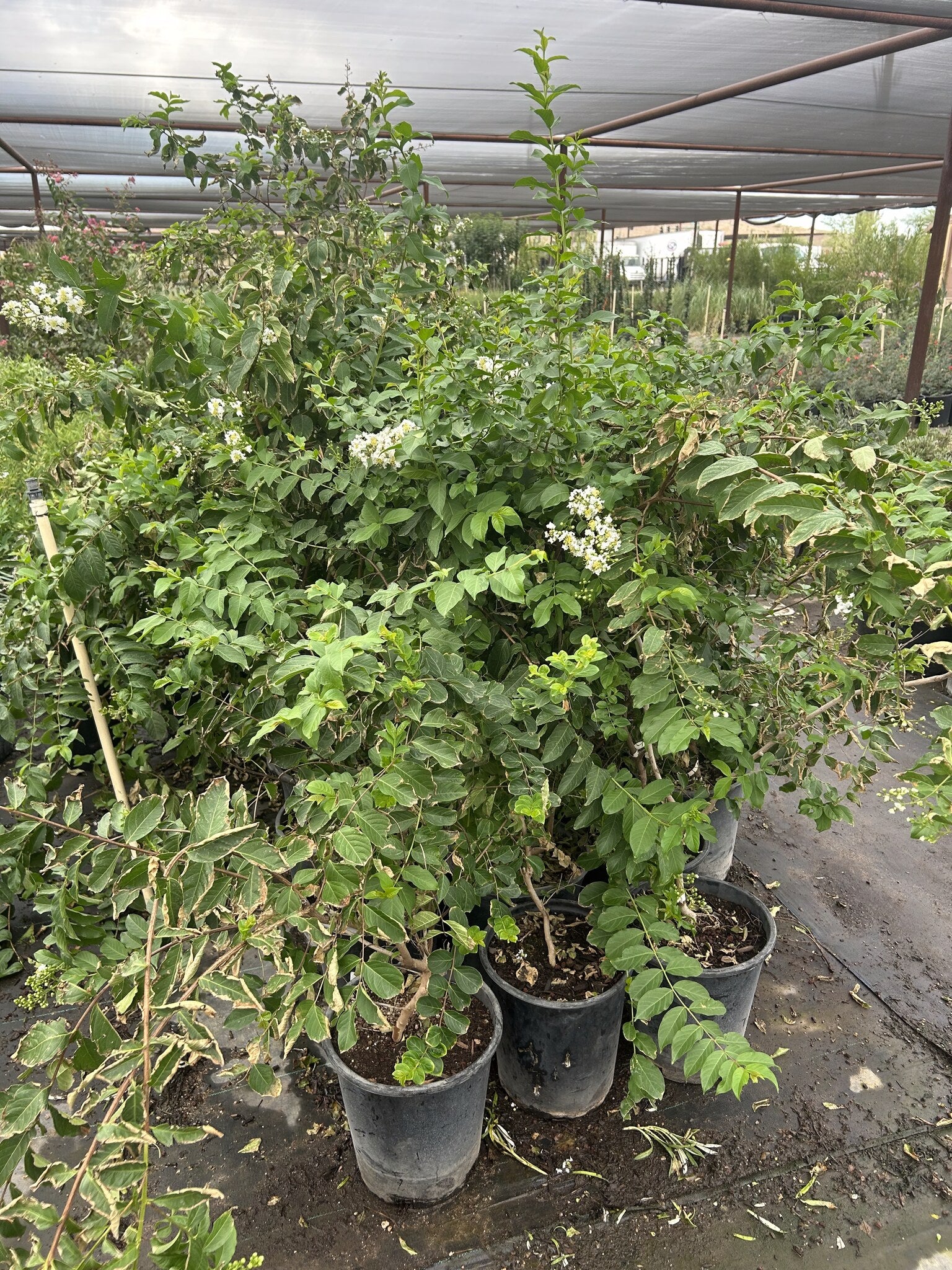White Crape Myrtle - 3/5 Gallon