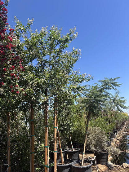 White Crape Myrtle Tree 25 Gallon