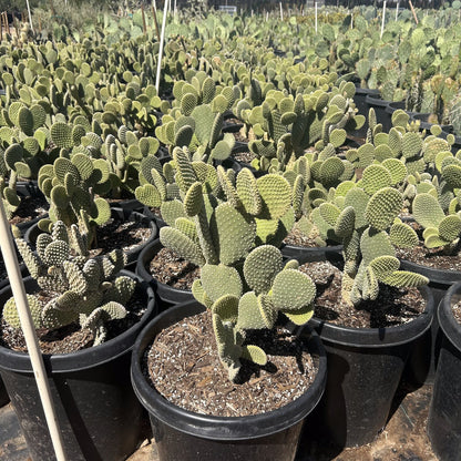White Dot Prickly Pear