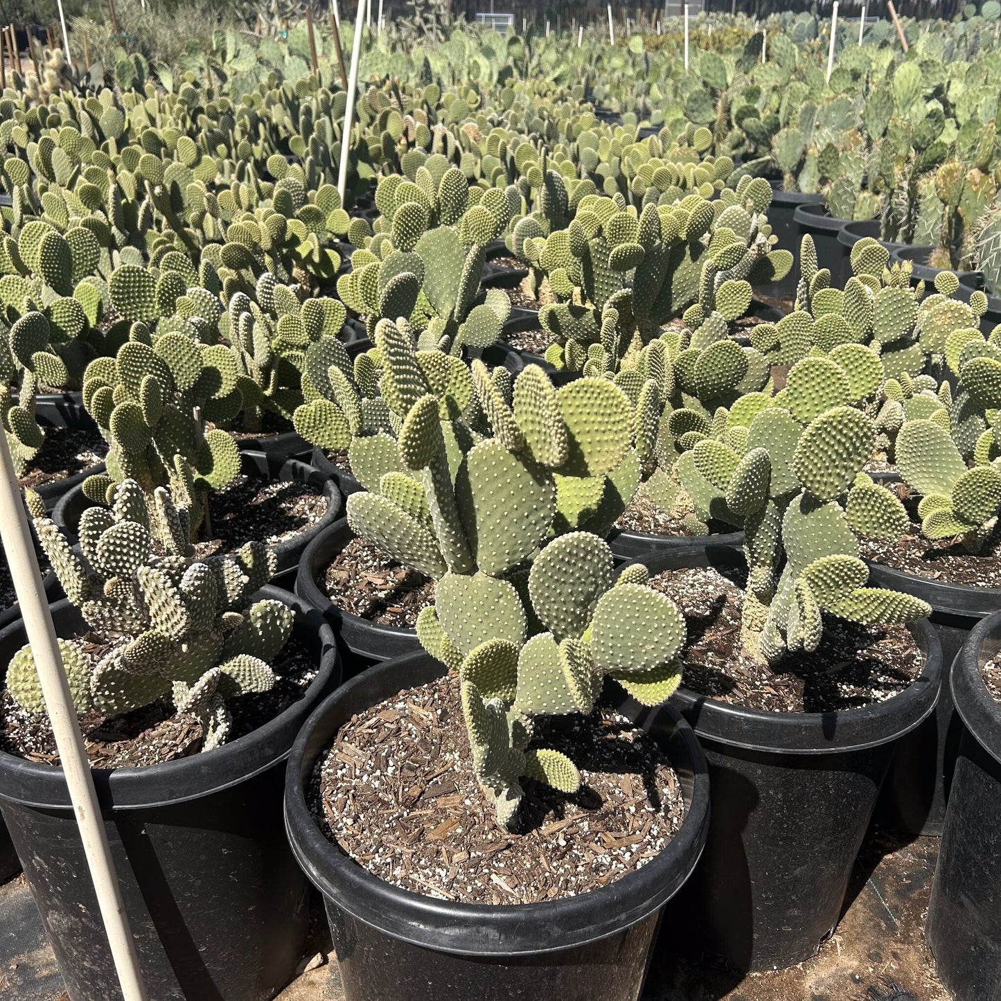 White Dot Prickly Pear 10/15 Gallon