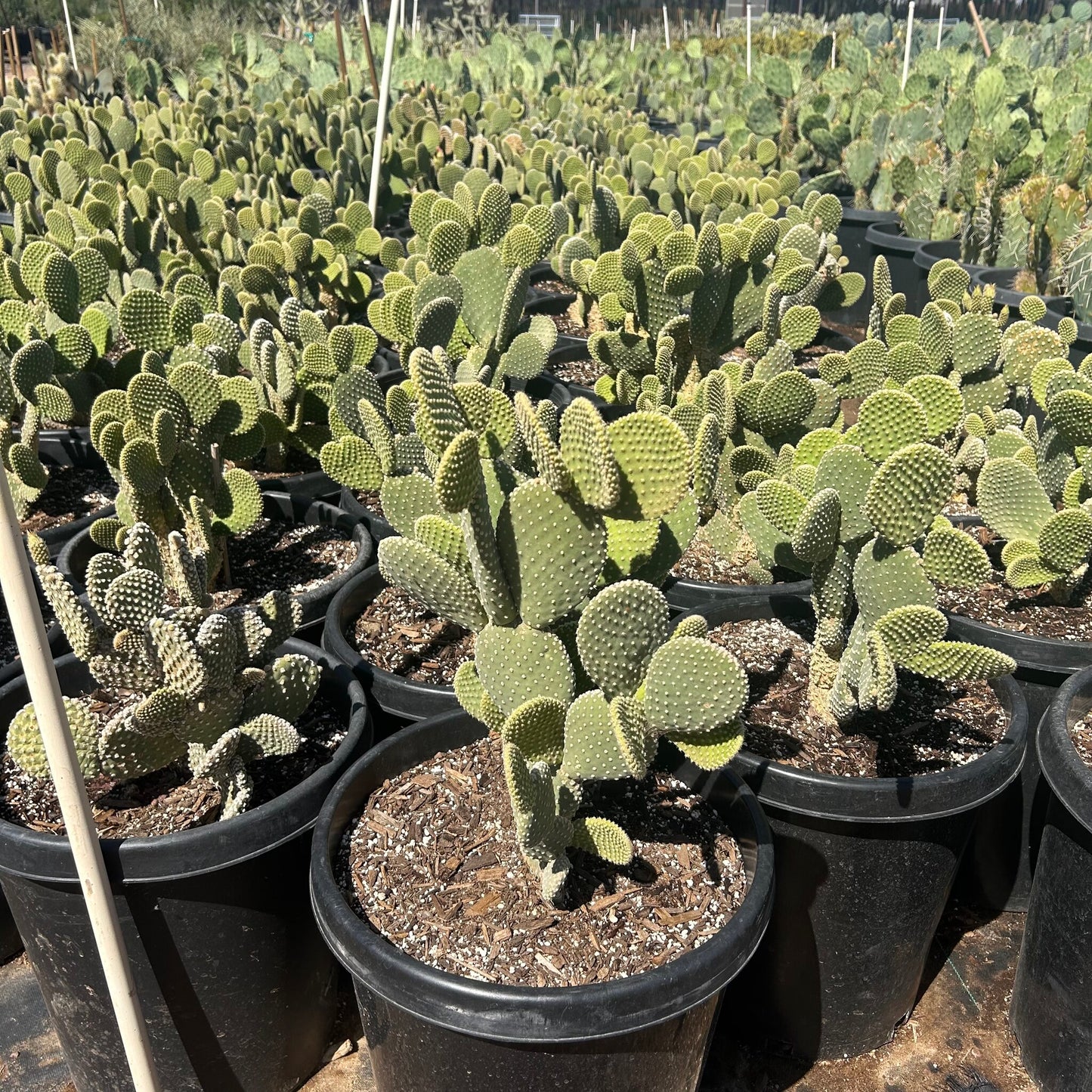 White Dot Prickly Pear