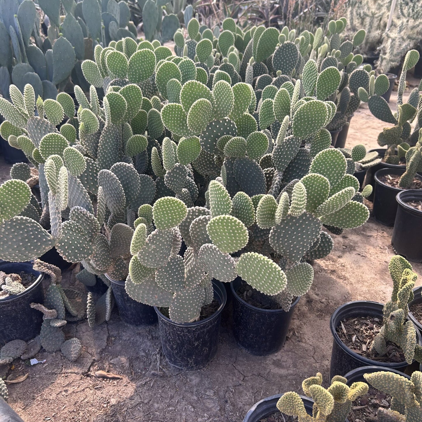 White Dot Prickly Pear
