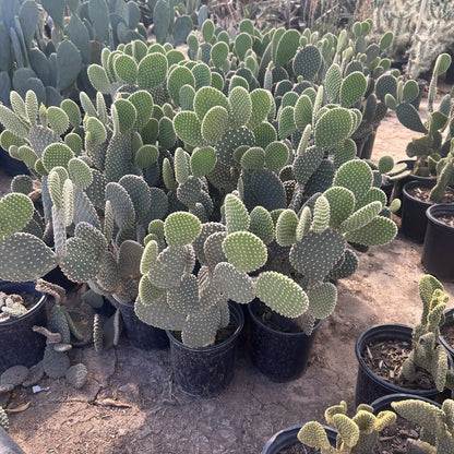 White Dot Prickly Pear