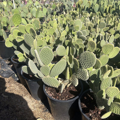 White Dot Prickly Pear