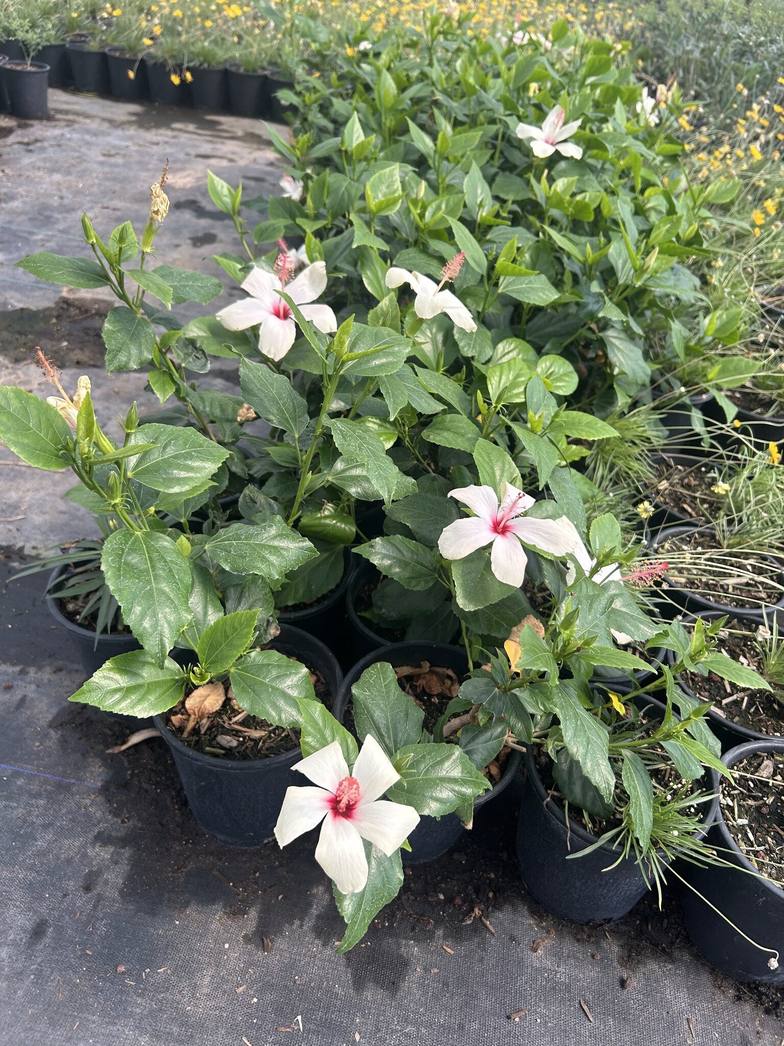 White Hibiscus 1 Gallon