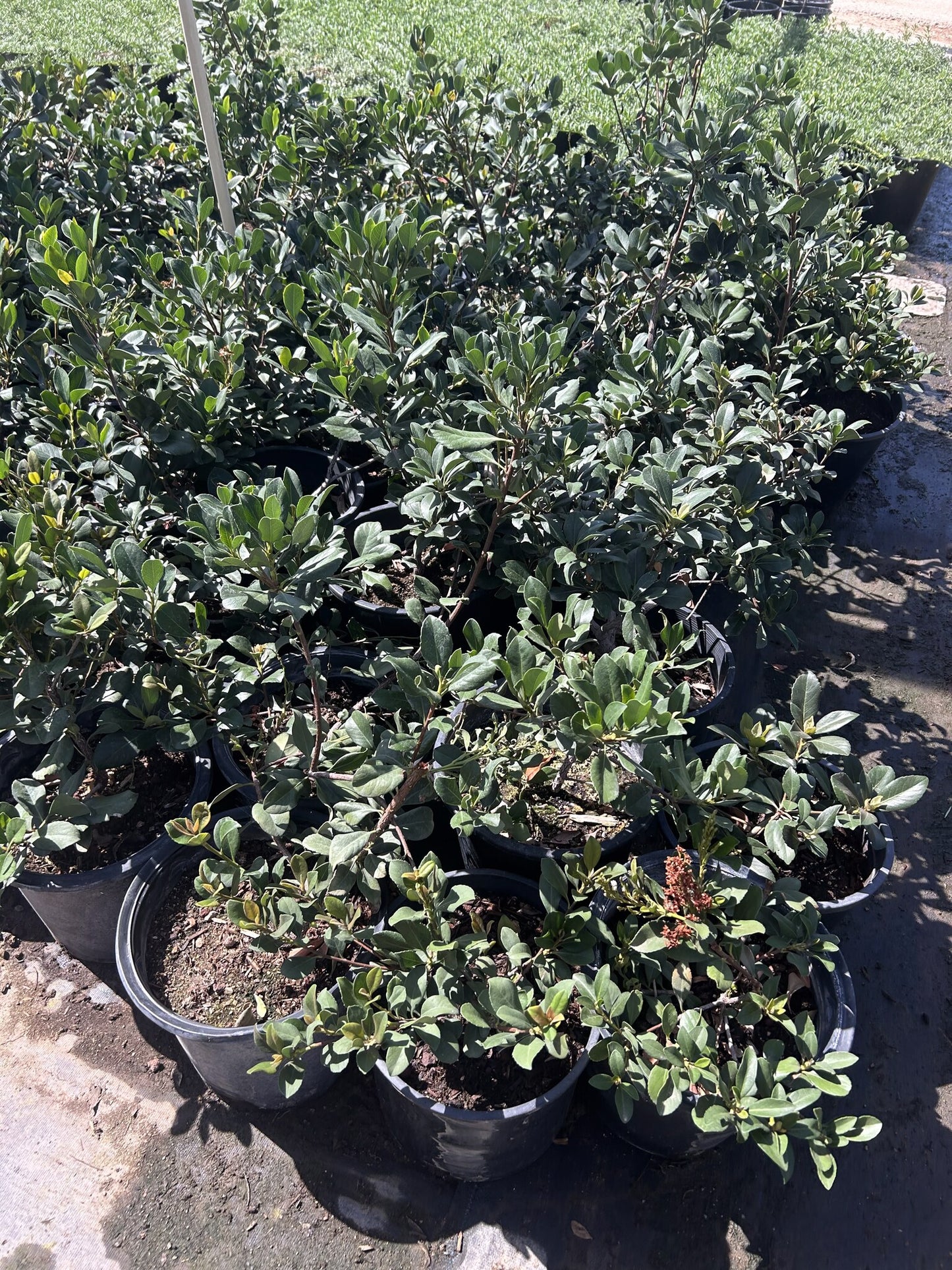 White Indian Hawthorne