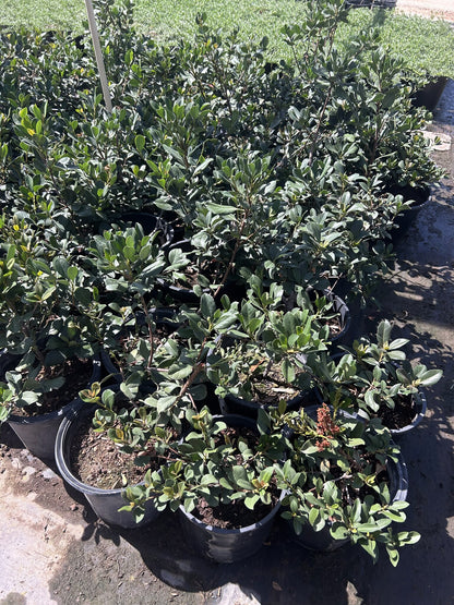 White Indian Hawthorne