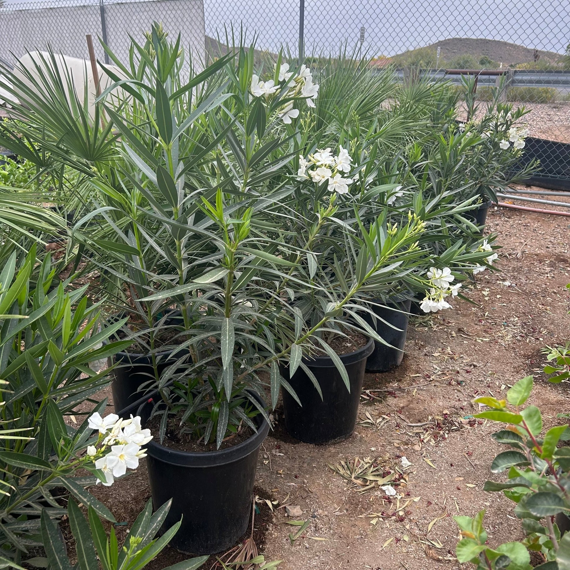 oleander house plant Buy White Oleander Phoenix, AZ | Nerium oleander