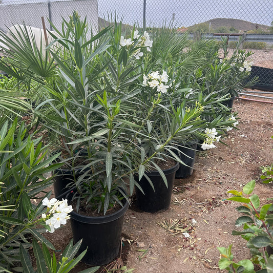 15 gallon White Oleander (Nerium oleander) in nursery pot on gravel — Phoenix, AZ