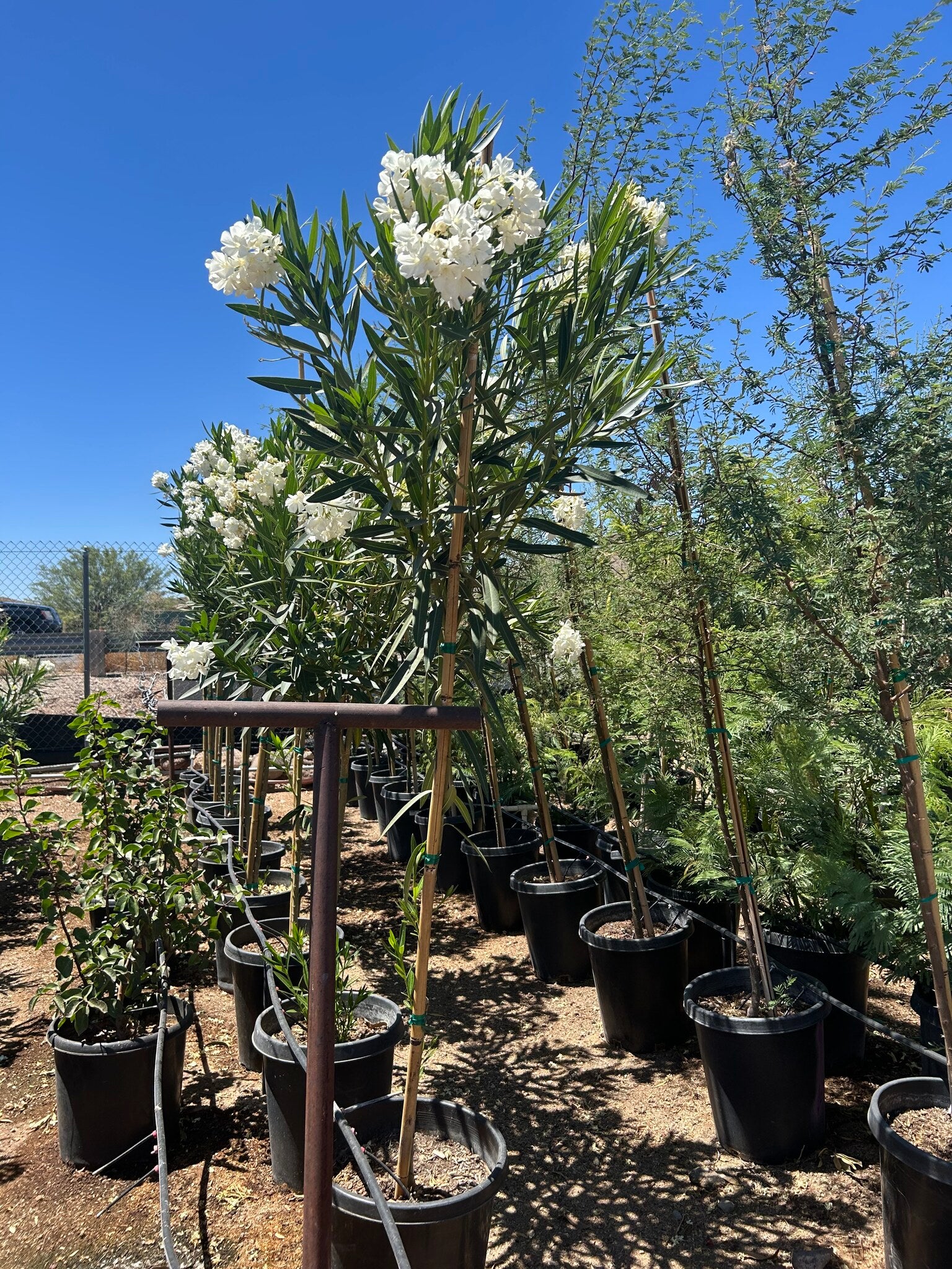 White Oleander Tree - 10/15 Gallon